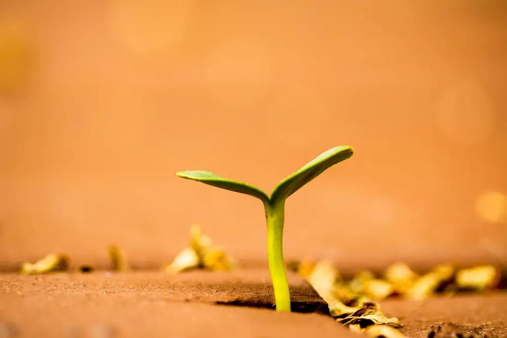 Brote de planta creciendo de la tierra